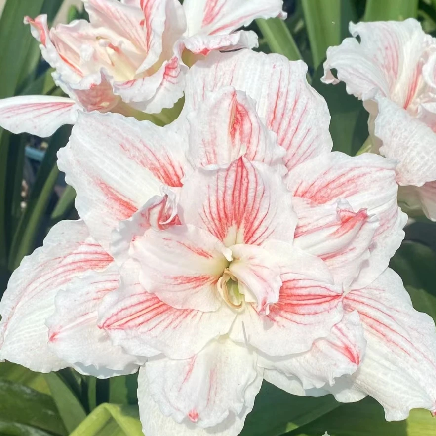 「凯瑟琳」朱顶红花卉绿植鲜花阳台园艺室内景观耐旱常绿种植