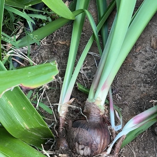 波*杂交白肋有标带土保留花箭