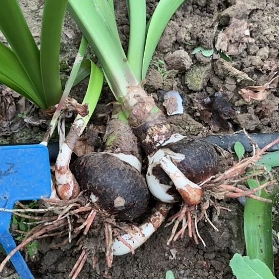 鹦****狗僵尸两棵带侧有标