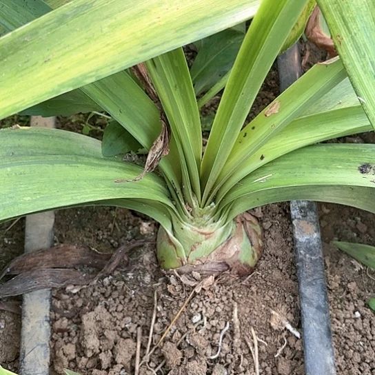 ❤️**甜蜜有棒带土发货