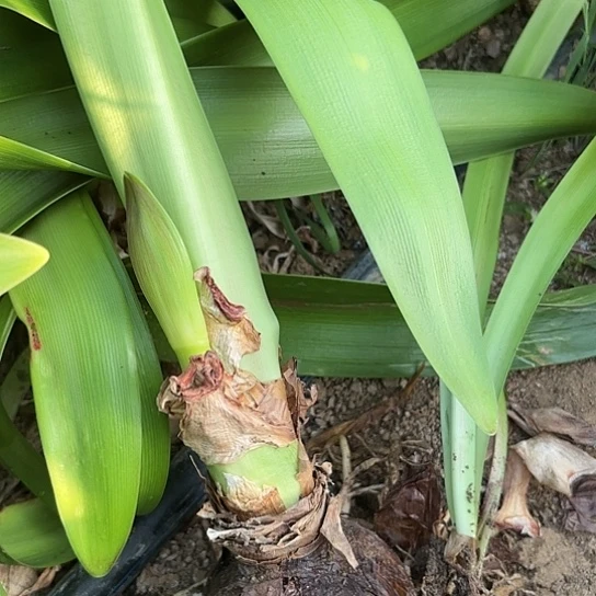 淡****?杂交五号有标发货