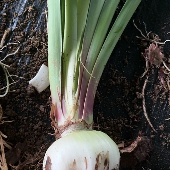 ?****?杂交肋线大球9左右闪2