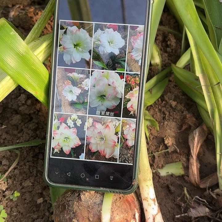 糖果黛丝带一侧带土