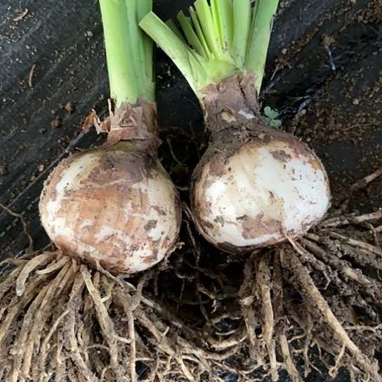 欧**子魅力四射籽播球两个开无售后