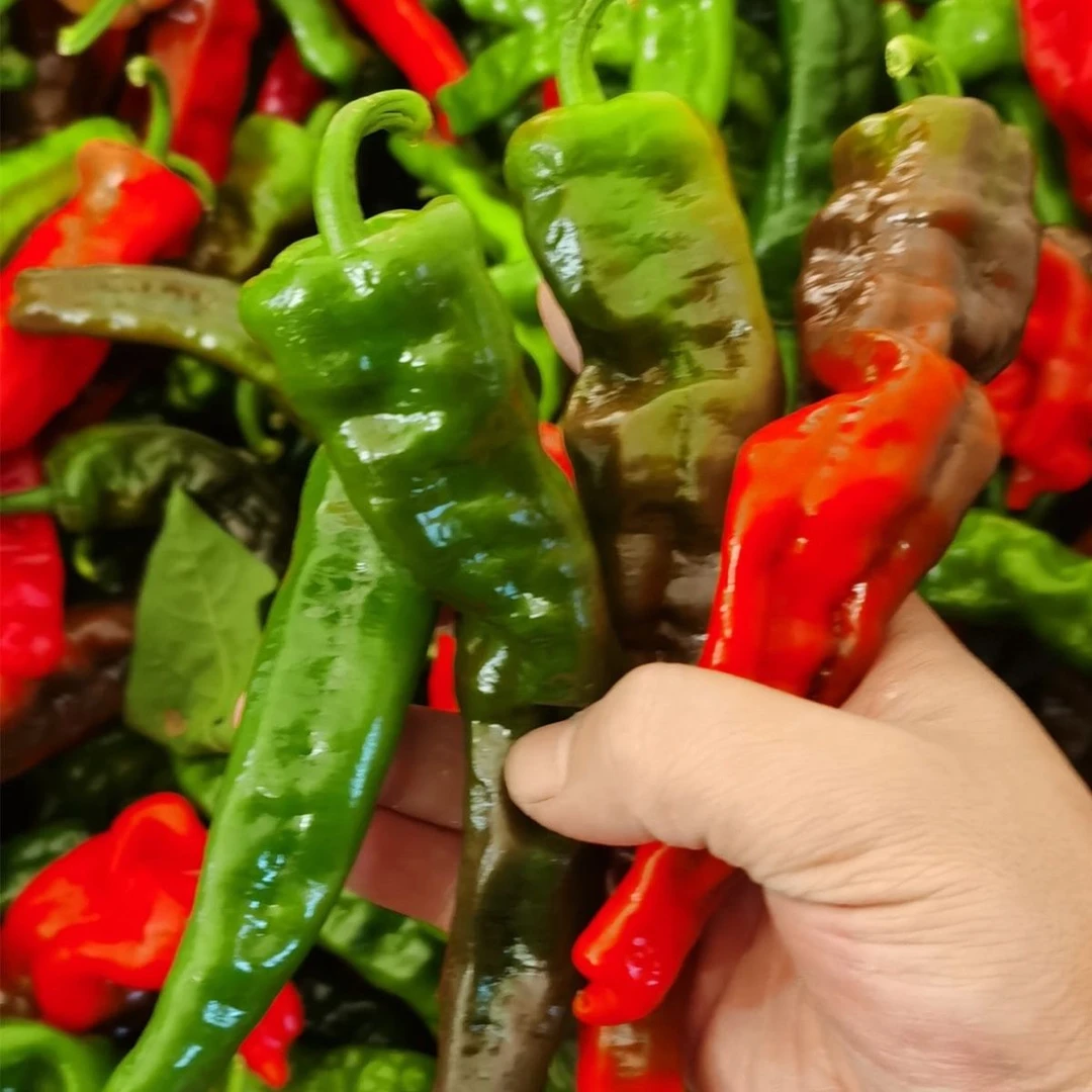 安徽阜阳特辣新鲜小皱皮辣椒青红紫混装香辣现摘现发1斤3斤5斤装