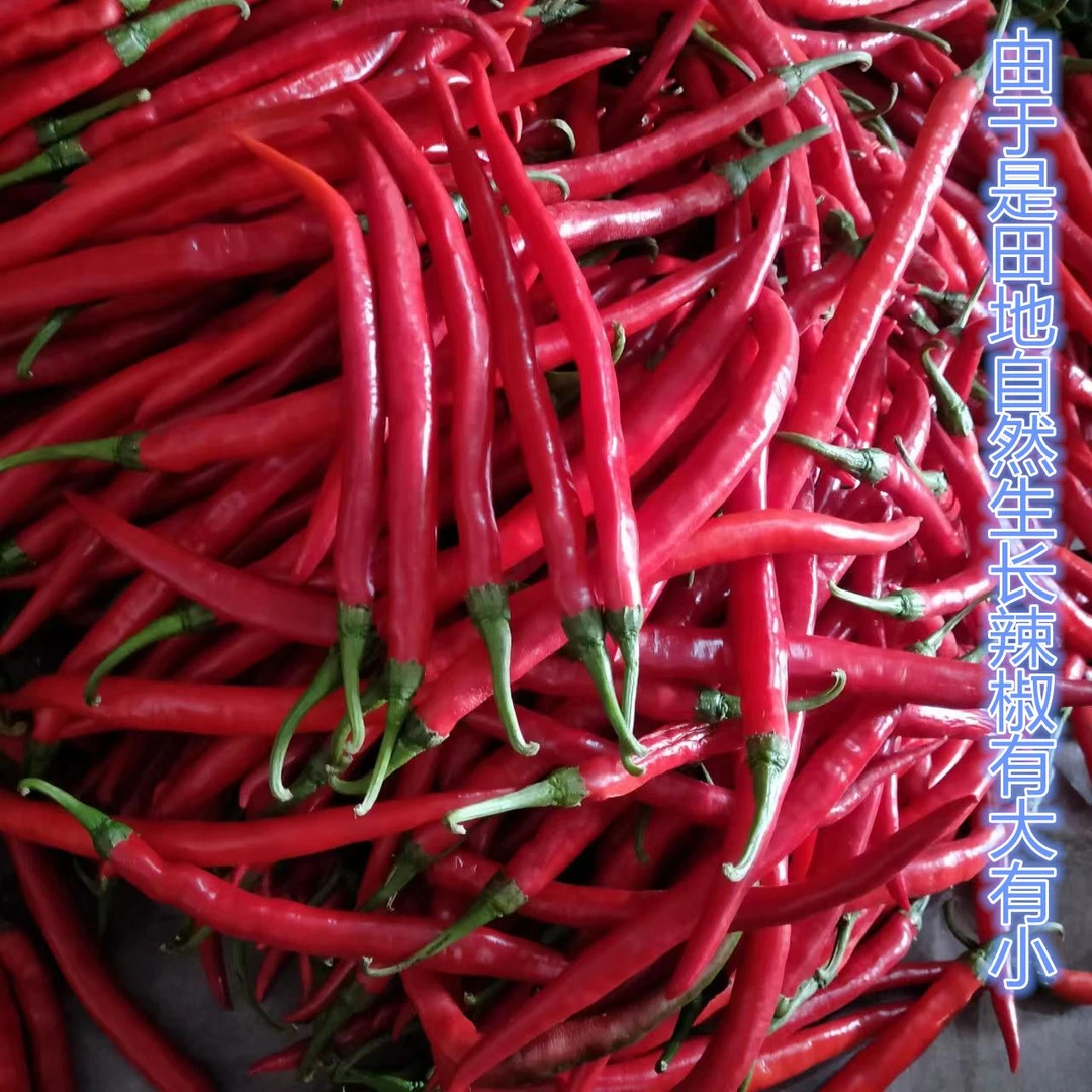 〔现摘现发〕新鲜红二荆条红色线椒红辣椒新鲜剁椒专用红辣椒新鲜