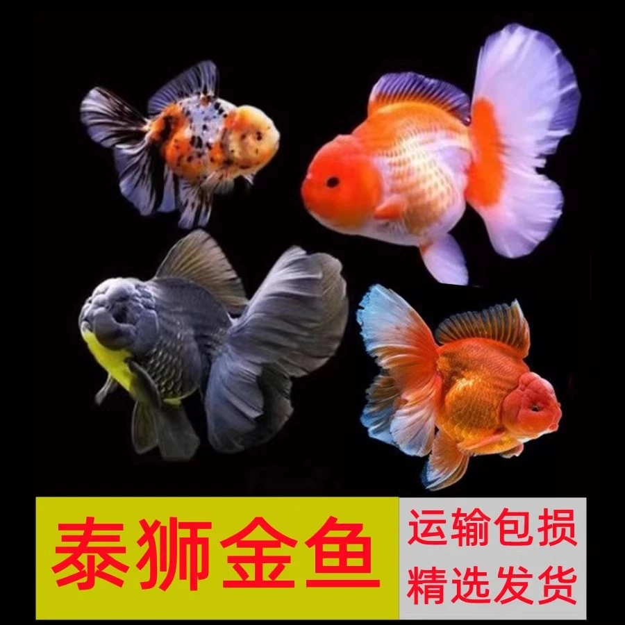 百褶泰狮金鱼冷水鱼观赏鱼精品鱼好养耐活淡水鱼兰寿健康品质