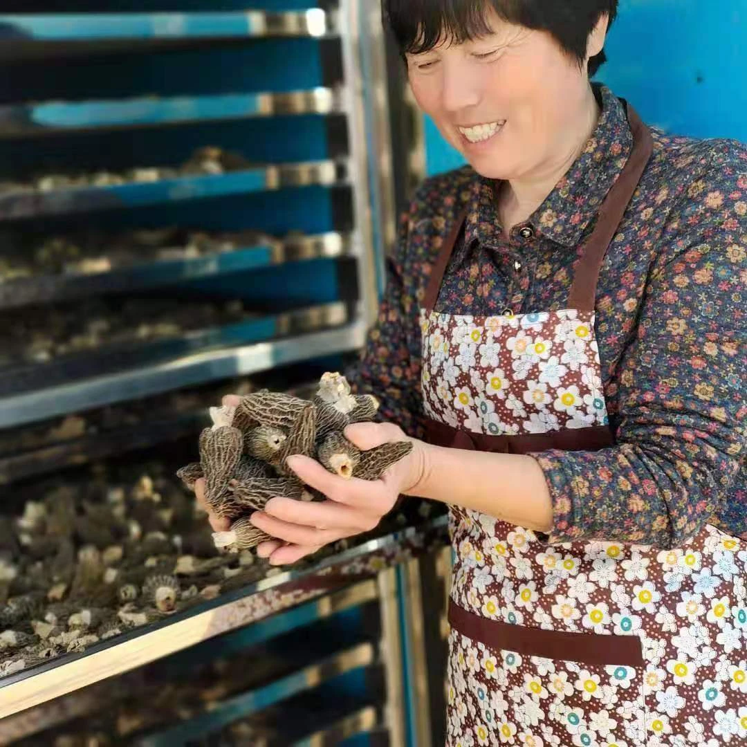 羊肚菌干货（中果）高端羊肚菇食用菌煲汤食材500g包邮