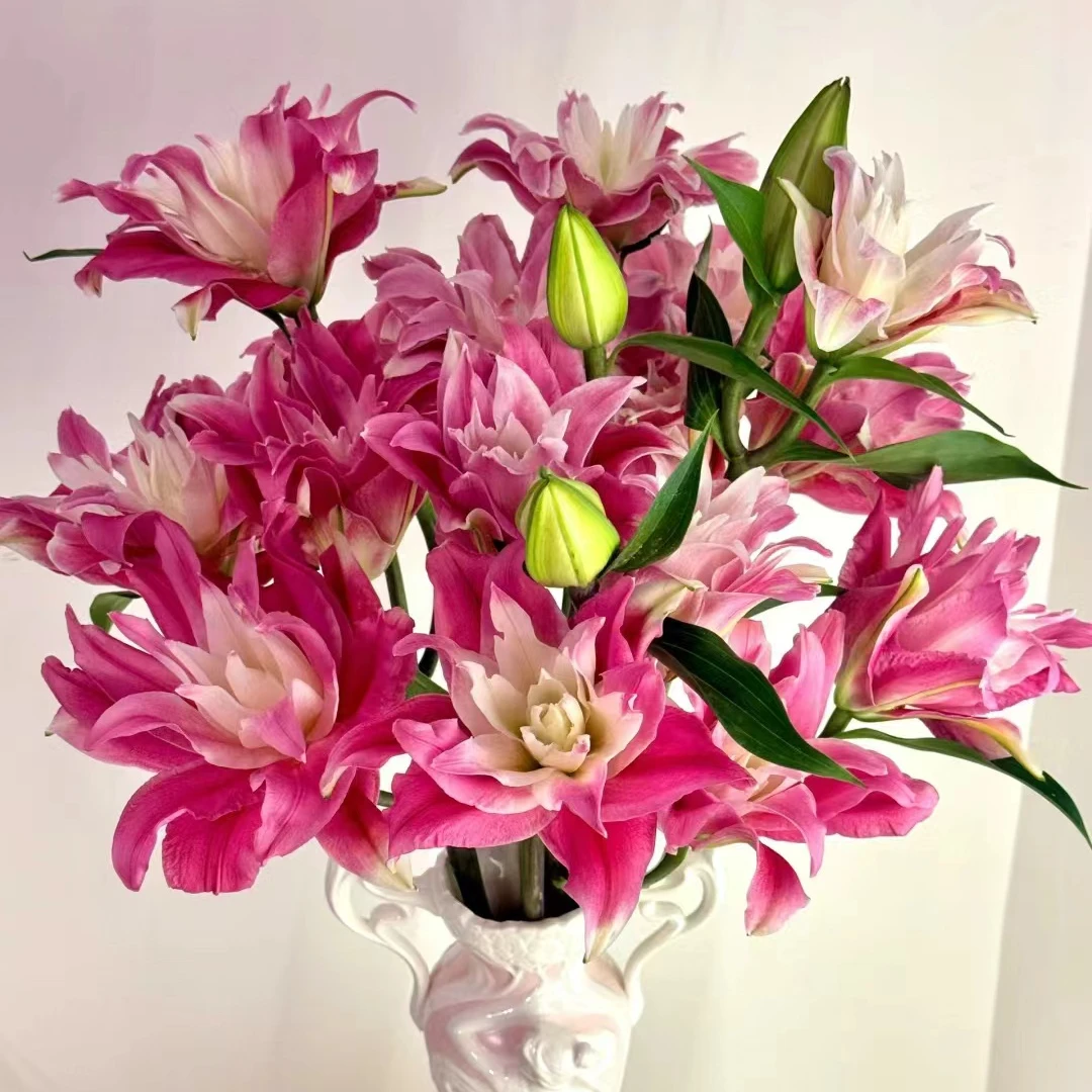 小起【粉莲花重瓣百合】浪漫七夕礼云南基地直发鲜花 提升家居氛围