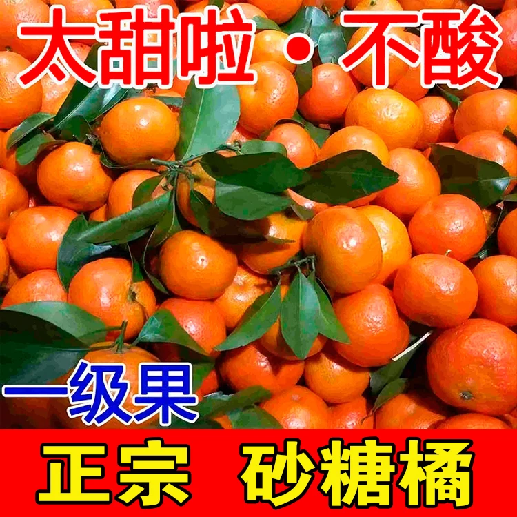 【现摘现发】广西正宗砂糖橘净重3/5斤桔子 纯甜不酸皮薄多汁沙糖桔