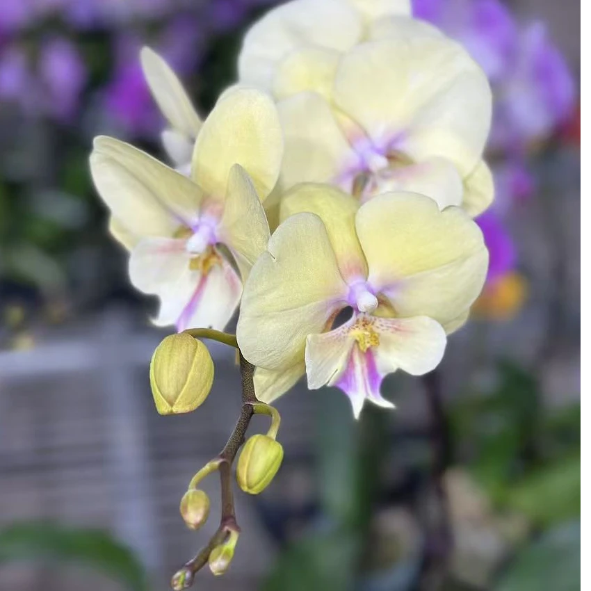 【胖胖】高品（大吉大利）蝴蝶兰 带花带花苞发货