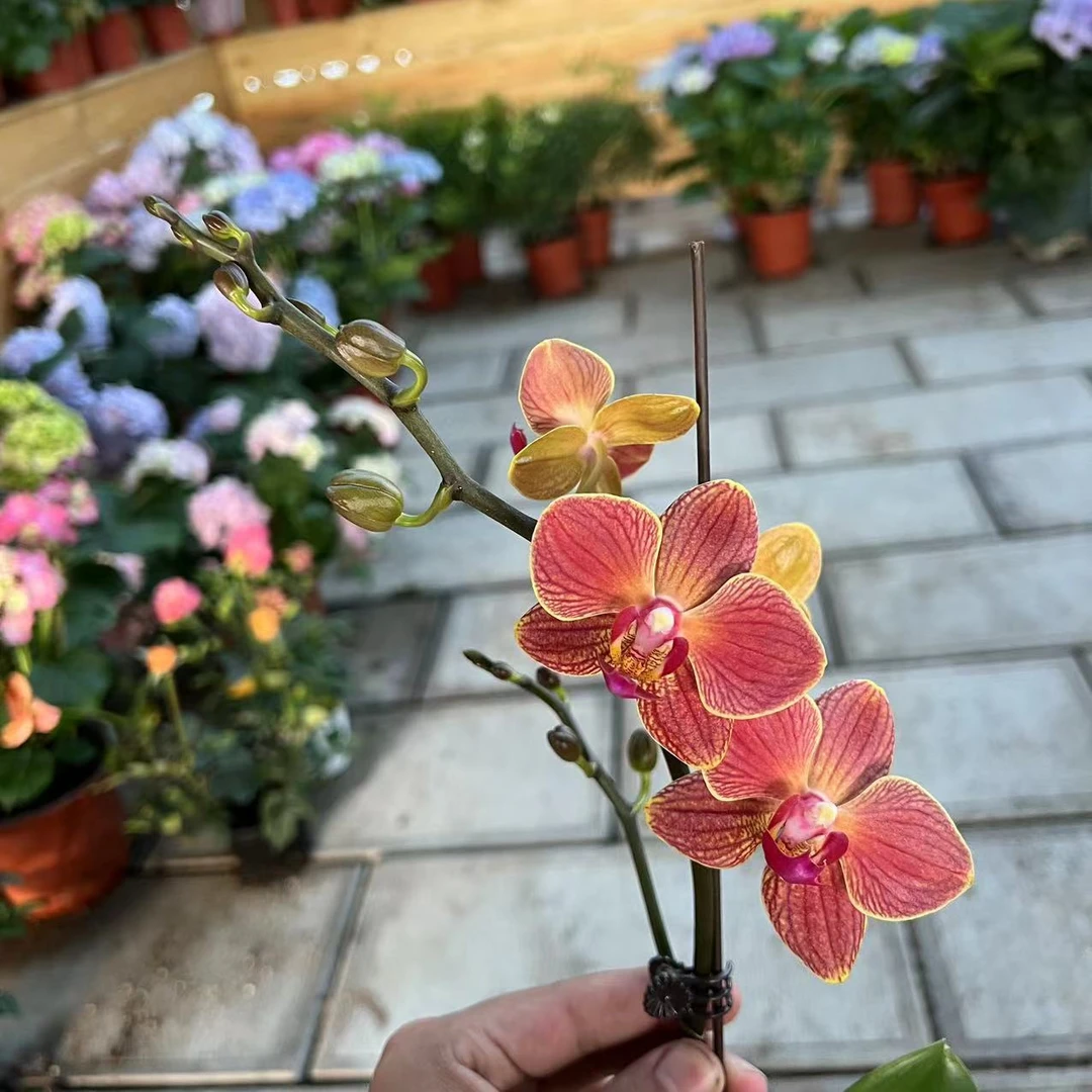 【胖胖】(日升)蝴蝶兰单花剑带花发货