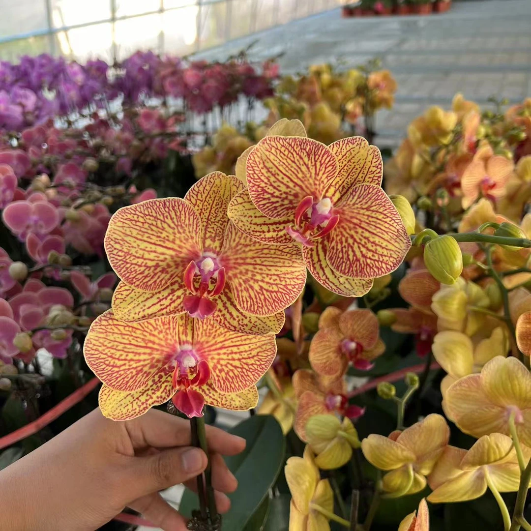 【胖胖】（黄金甲）蝴蝶兰单花剑带花带花苞发货