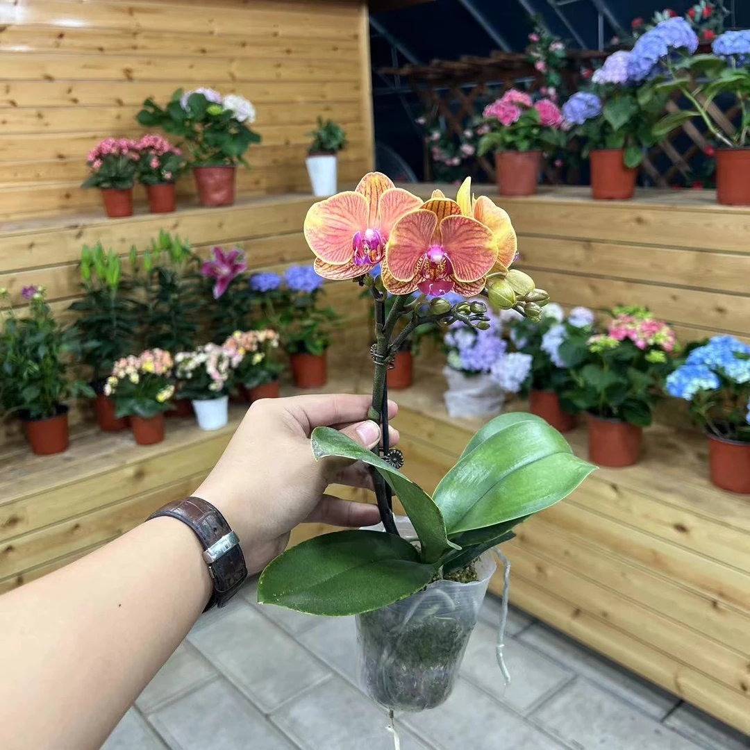 【二店】（吉利）蝴蝶兰单花剑带花带花苞