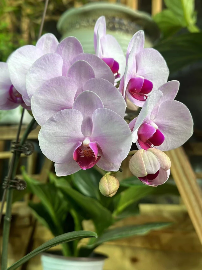 【胖胖】（杭州美女）蝴蝶兰单剑带花带花苞