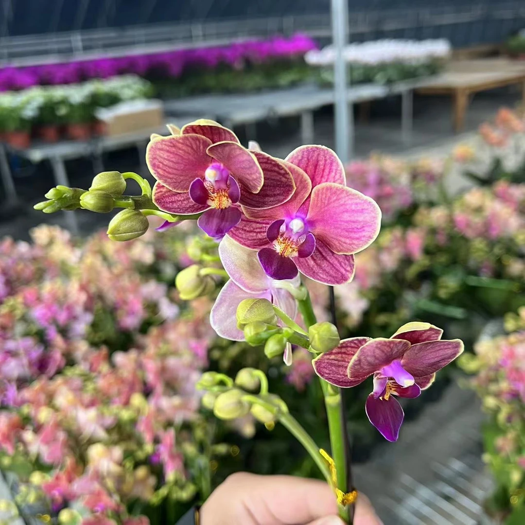 【胖胖】（金边玲珑）蝴蝶兰双花剑带花带花苞