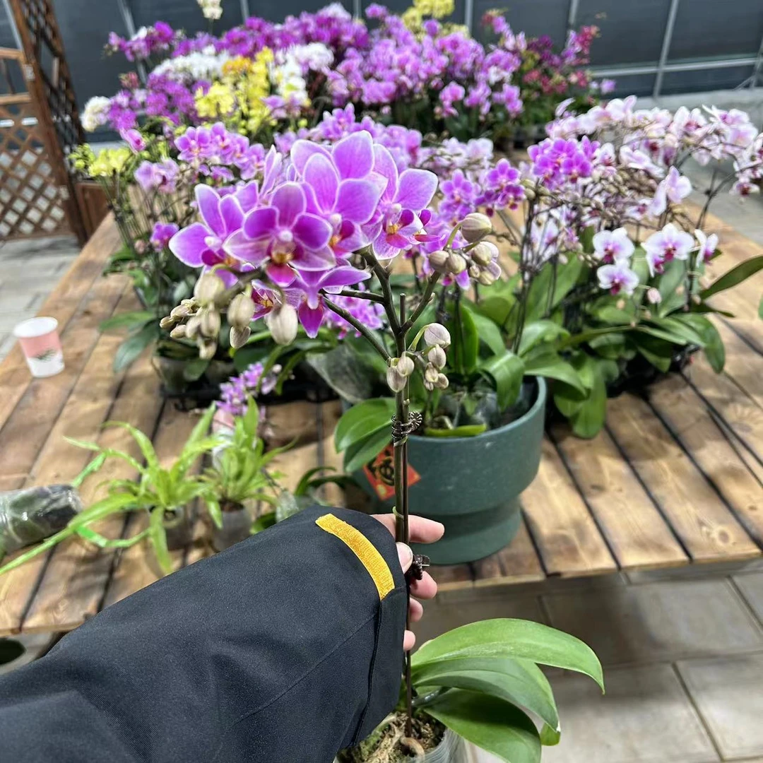【胖胖】香格里拉~蝴蝶兰双花剑带花带花苞发货