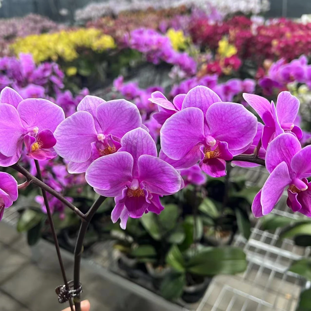 【胖胖】（婚宴）蝴蝶兰单花剑带花发货
