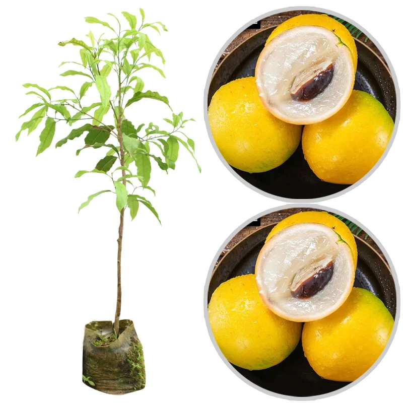 黄晶果树苗冬蜜久蜜四季奶香黄晶果嫁接苗四季品种台湾名贵果树苗