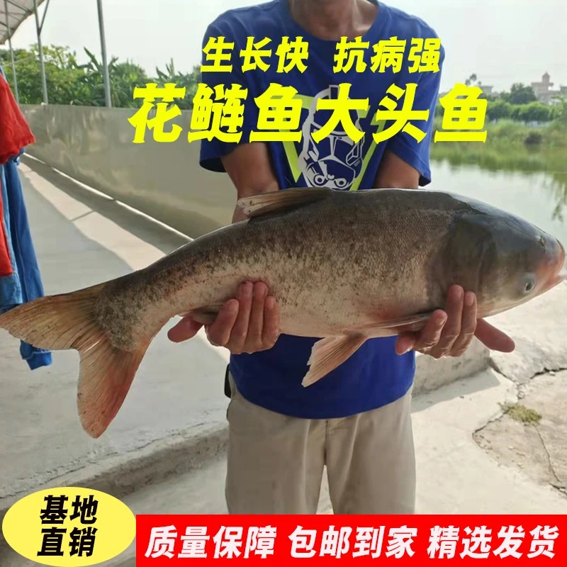花鲢鱼苗鳙鱼大头鱼鱼苗花鲢鲢鱼鲢鳙大头鲢大胖头鱼宠物活体