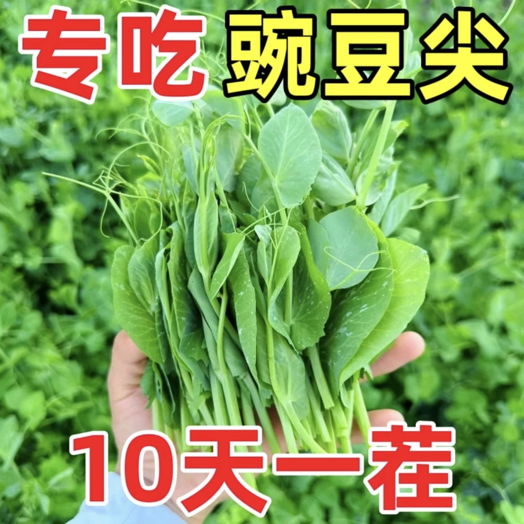 豌豆苗种子家庭阳台花盆小院蔬菜种子水培蔬菜种子