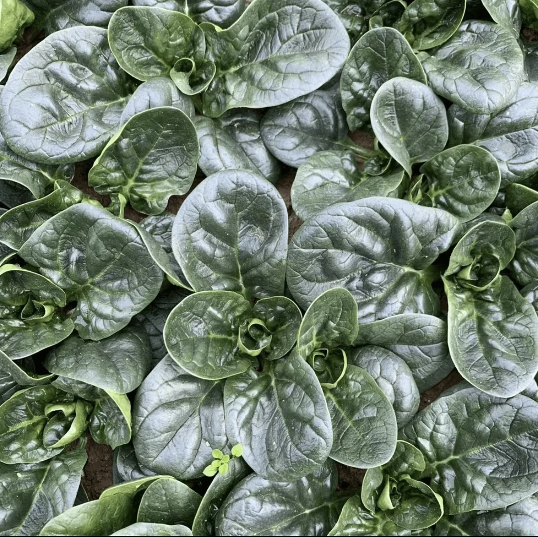 【趴地菠菜】耐寒耐热生长速度快适合家庭园艺种植