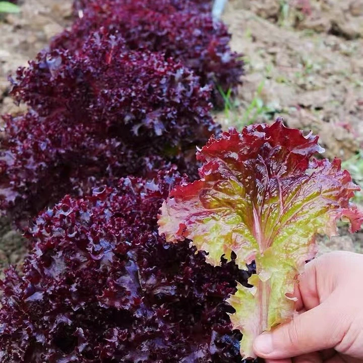 【紫叶生菜】种子早熟速生四季可种阳台小院蔬菜种子
