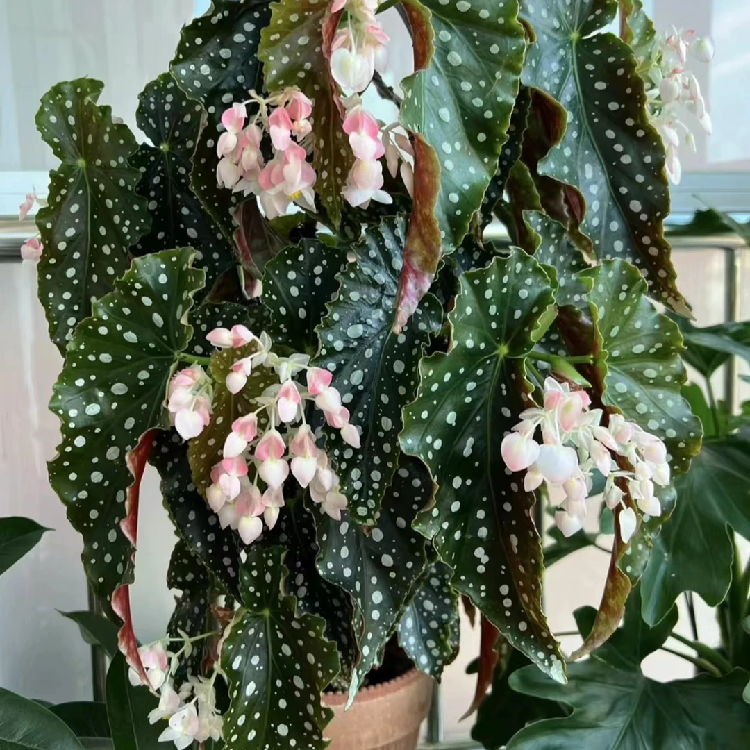 （拍三送一）鳟鱼进口秋海棠ins风网红绿植盆栽阳台客厅观赏植株