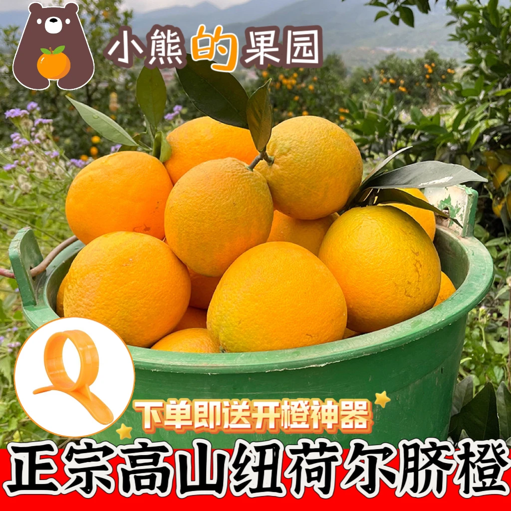 高山纽荷尔橙当季水果新鲜脐橙孕妇大果整箱甜果冻橙子