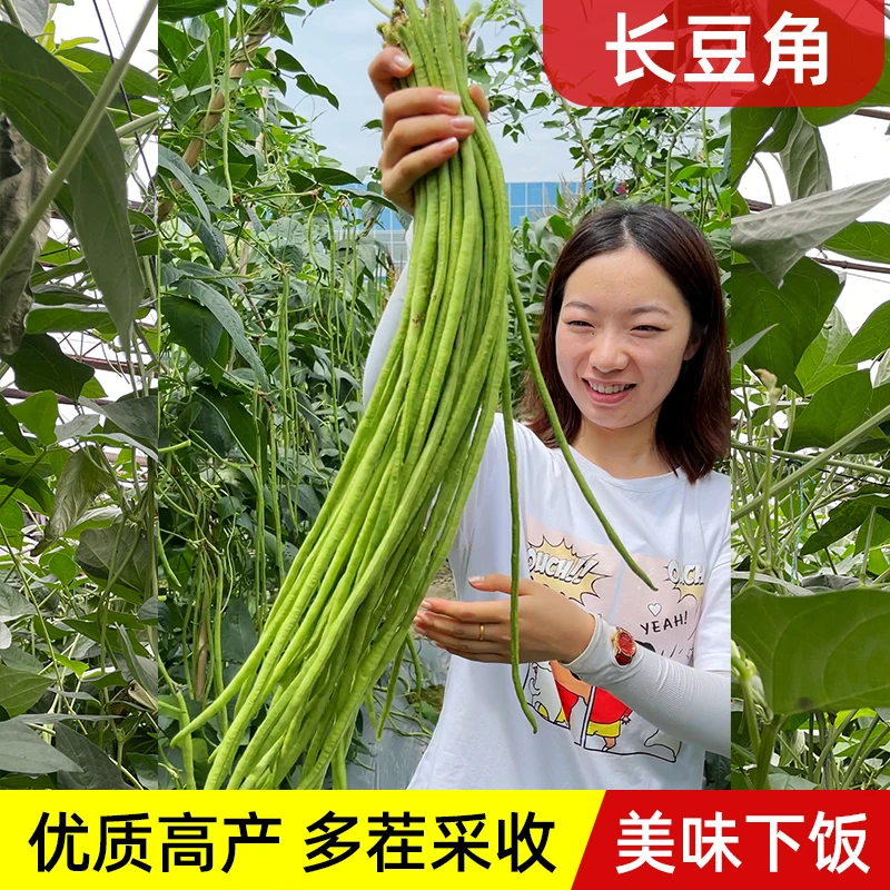 豆角种子大全四季豆种子无架豆角种子地虹豆种籽四季田园蔬菜种子