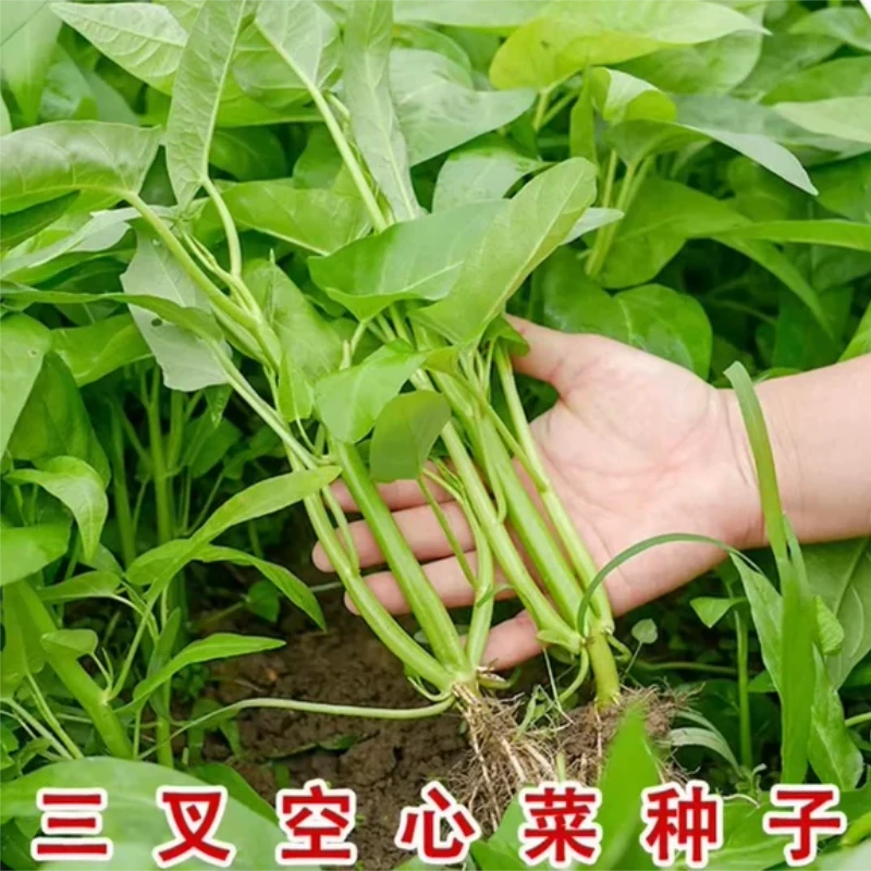 三叉空心菜种子蔬菜香菜甜杆水果木瓜籽辣椒冬季蔬菜苗西瓜种子