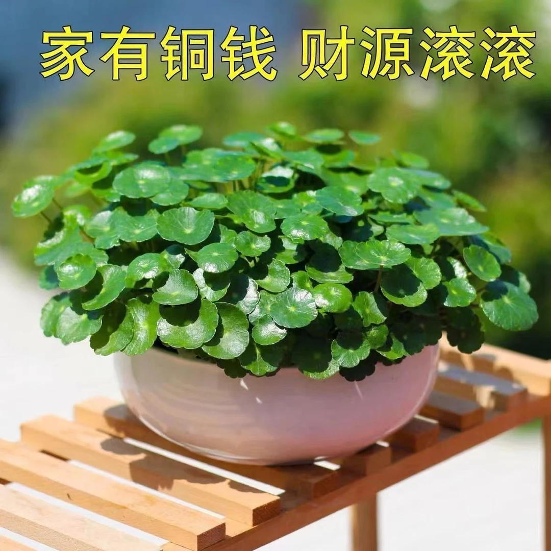 铜钱草水培室内办公室桌面盆栽花卉四季常青绿植净化空气懒人