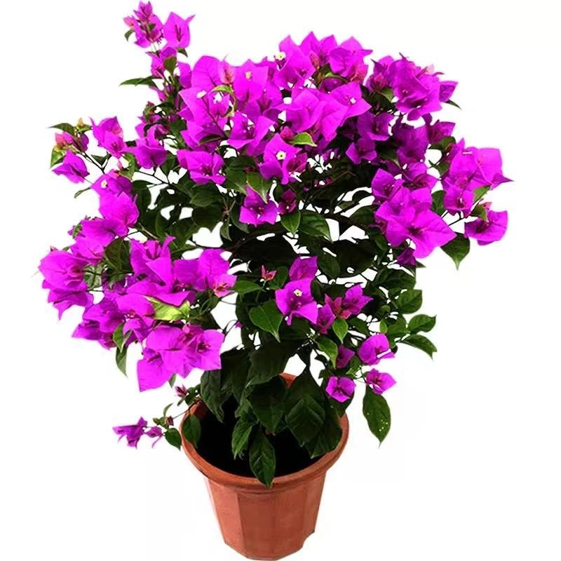 四季开花绿植三角梅阳台庭院好养易活