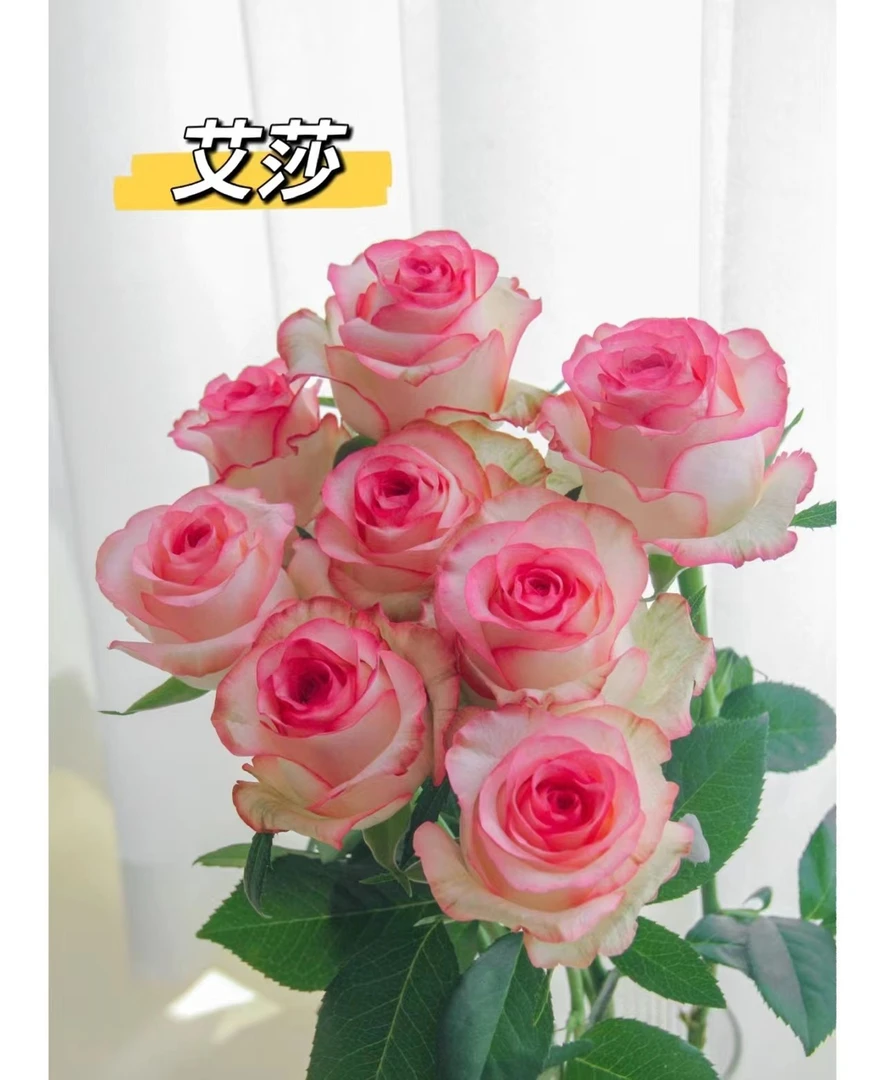 云南鲜花爱莎玫瑰 一单中通 两单或者偶数单顺丰冷链