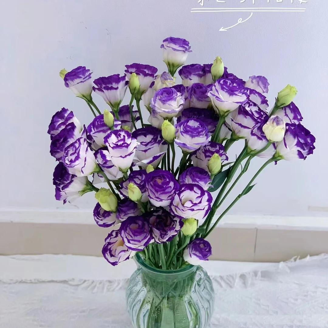 云南水养鲜切花 紫边洋桔梗一单中通任意两单（偶数单）顺丰冷链