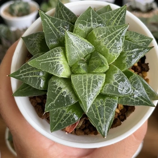 【闪购商品】万象盆绿娃寿