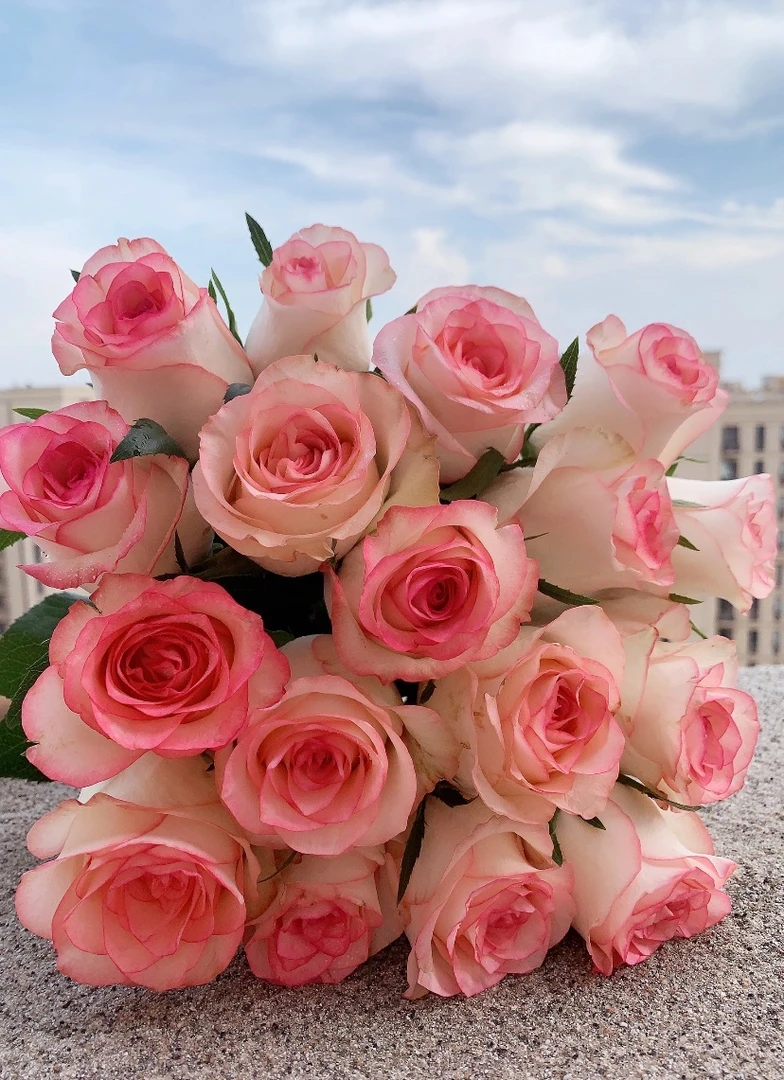 艾莎玫瑰同地址任意两单包邮0度不拍保温棉冻坏不售后