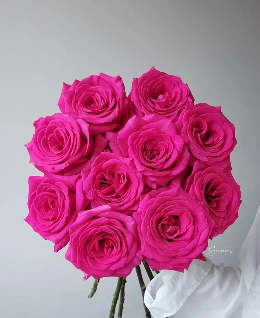 弗洛伊德玫瑰-同一地址两单包邮-0度以下不拍保温棉冻坏不售后