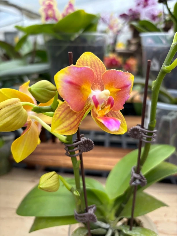 蝴蝶兰-狐狸之火三花剑2.8寸杯