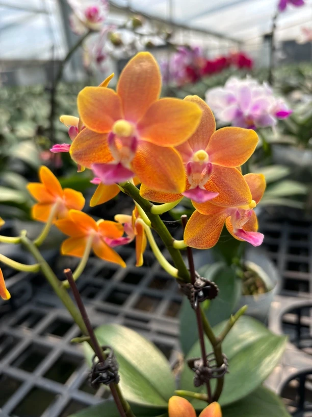 蝴蝶兰-龚式小菊带香味3.5寸杯双花剑