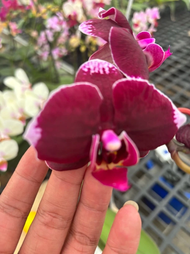 蝴蝶兰-春天舞者交黑大理石3.5寸杯水苔和树皮混种植