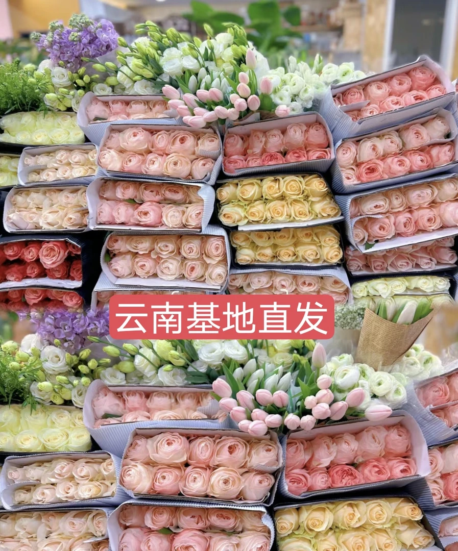玫瑰鲜花配的发货20支空运包邮