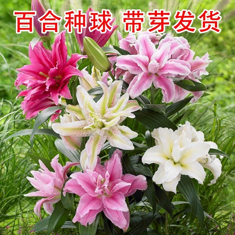 进口百合种球四季开花易活室内外花卉香水百合花庭院盆栽花种籽子
