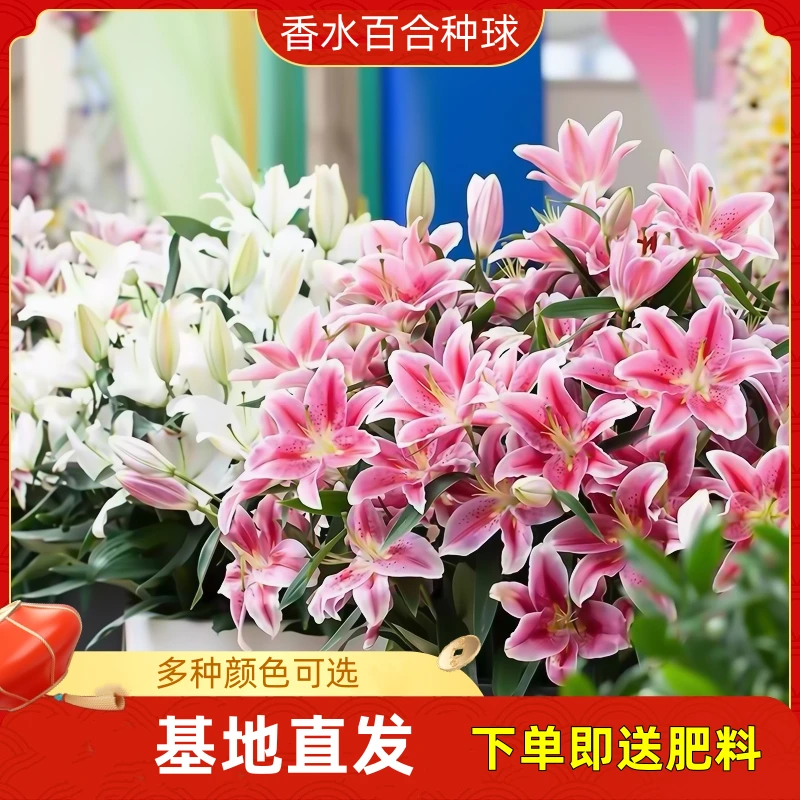 【五颗香水百合栽好发货】四季开花耐寒阳台室内外进口重瓣百合花卉