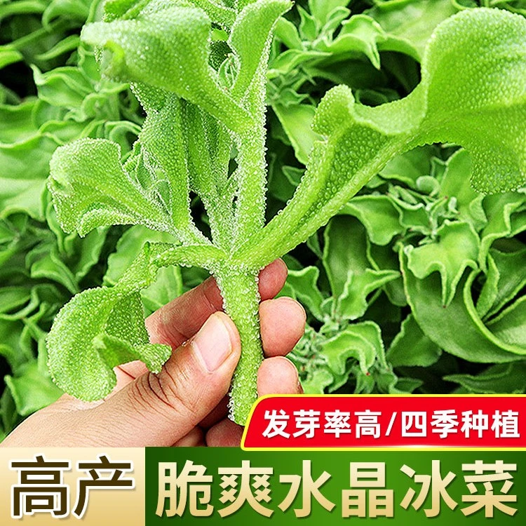 【水晶冰菜种子】冰草种籽春秋季四季阳台盆栽品质青菜籽