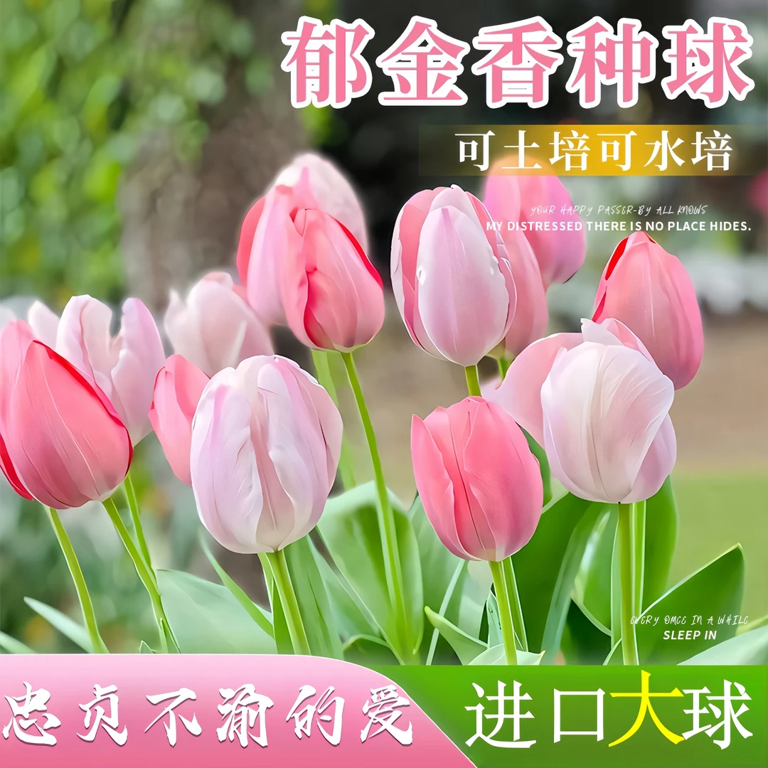 元族郁金香种球水培盆栽耐寒带芽阳台冬季种植开花种子四季多年生