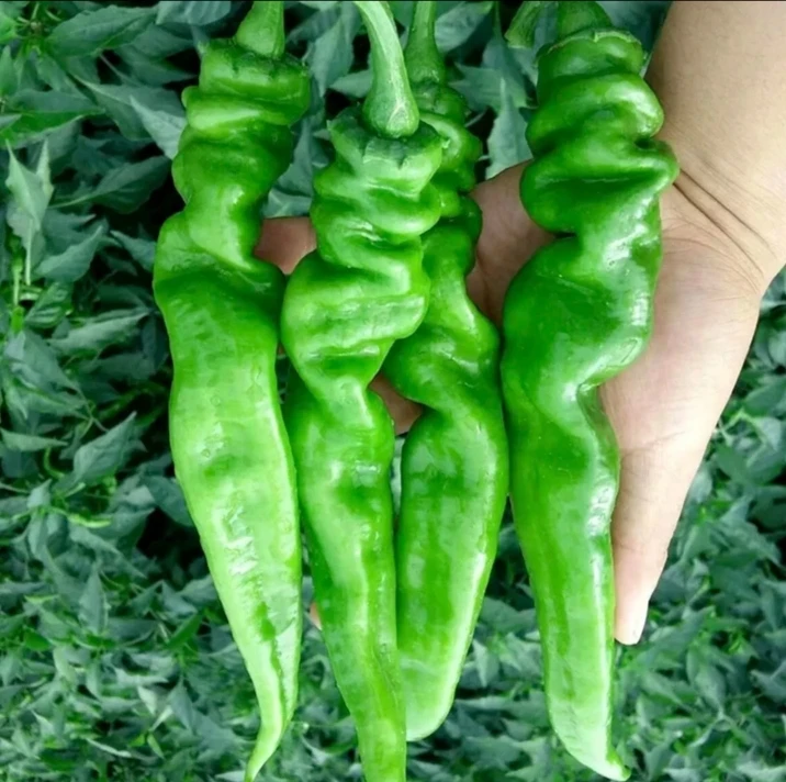 【蔬菜】螺丝椒250g