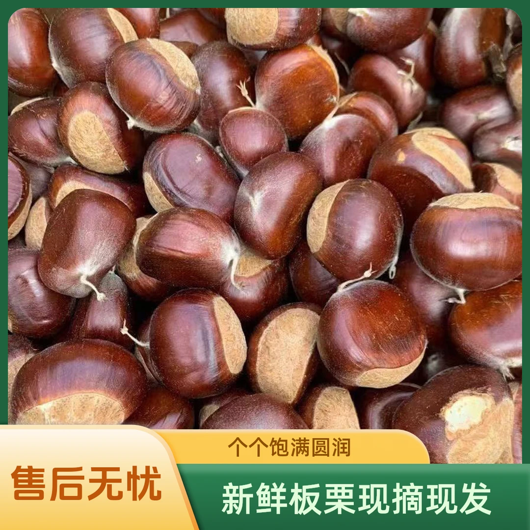 山东老树板栗新鲜野生板栗油栗毛栗子山栗子黄心脆甜粉糯小油栗子