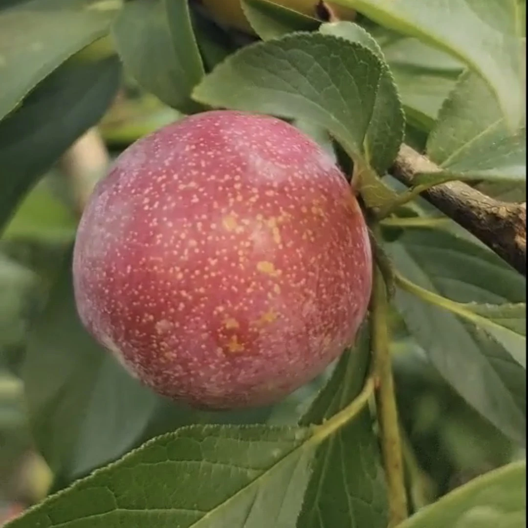 桂林高山精品大水李子乡村自产自销原生态