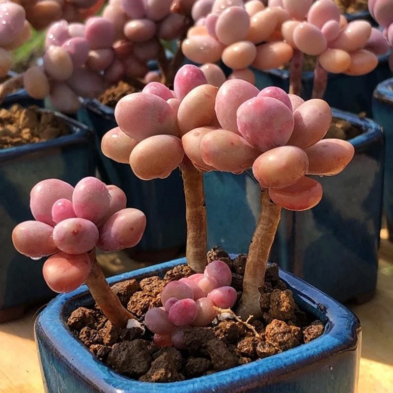 新款桃蛋云南多肉植物多肉小盆栽桃之卵肉肉阳台办公室植物清仓